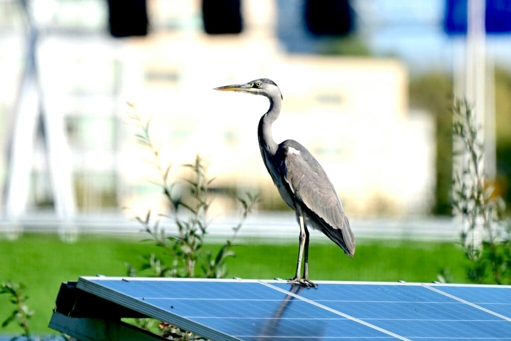 Harmony between technology and nature: An heron sitting on top of a solar panel