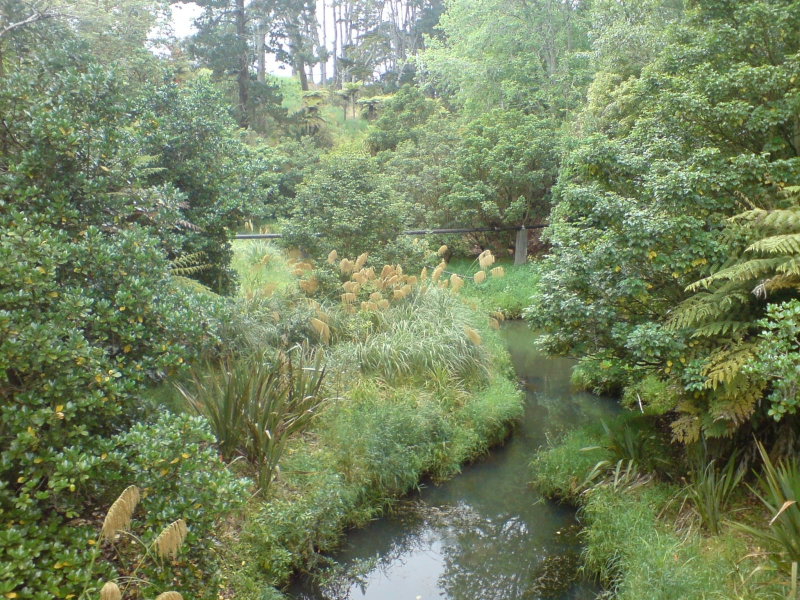 Auckland, Neuseeland: Oakley und Te Auaunga Creek Reserve und die angeschlossenen Parks fungieren als natürlicher Schwamm