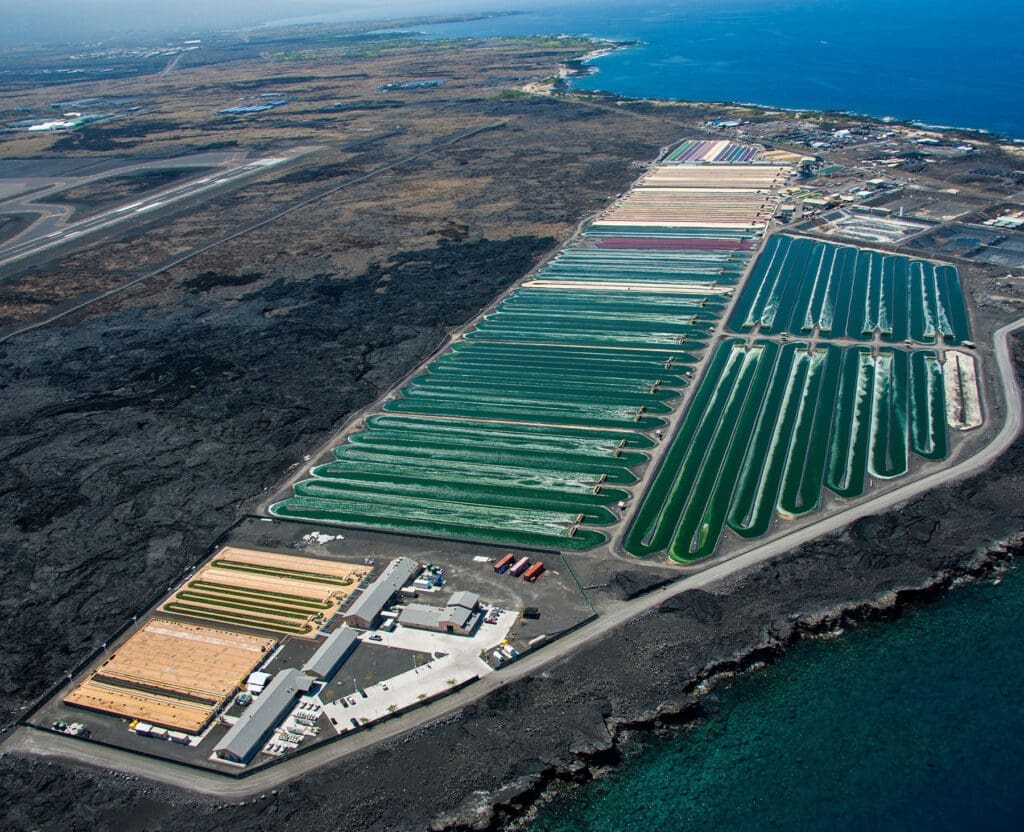 Huge microalgae cultivation along a coastline on Hawaii