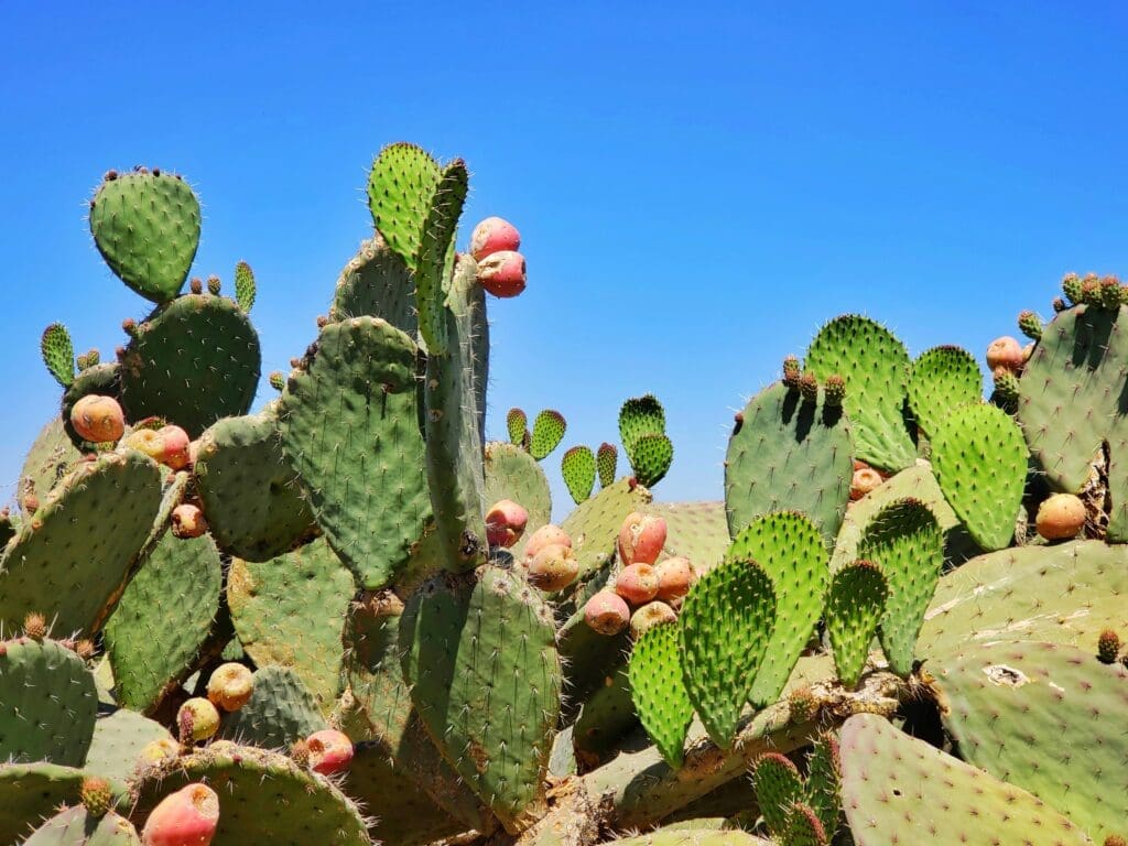 Ein grüner, dorniger Feigenkaktus mit leuchtend roten Früchten vor einem blauen Himmel