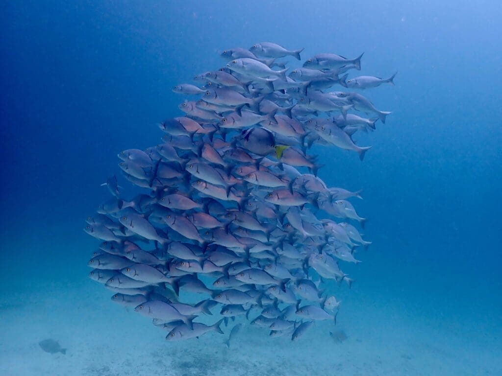 A tightly packed swarm of over a hundred blue-silver fish