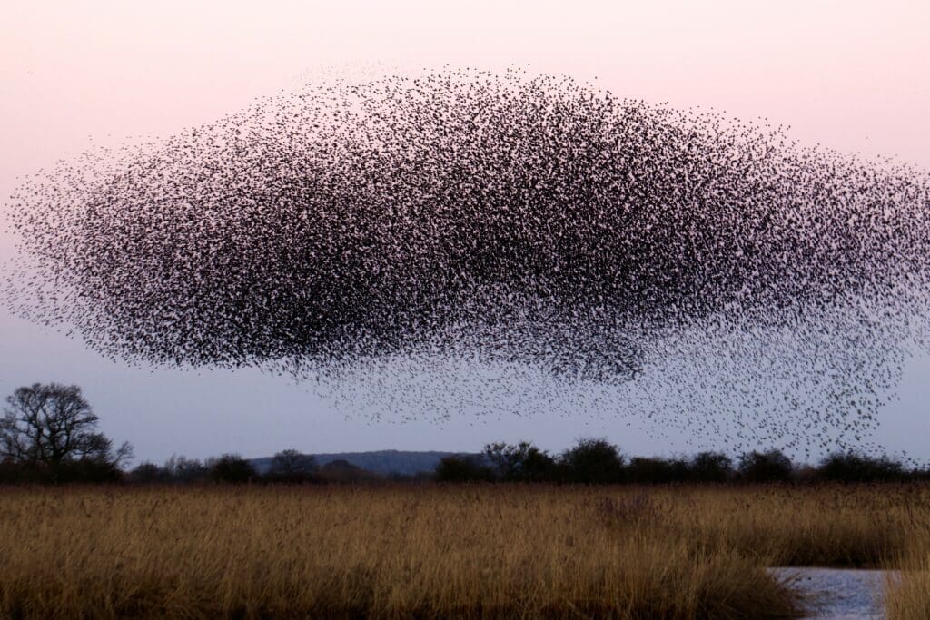 Massive swarm of birds against a twilight sky; bizzarly, the shape looks like one of a whale's