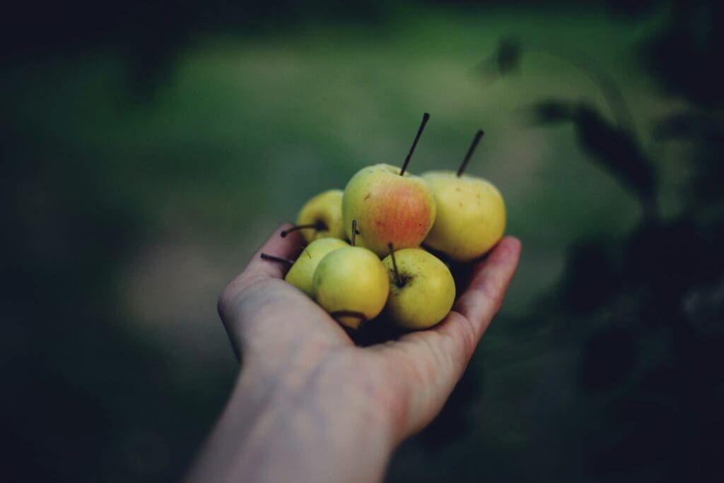 A handful of freshly gathered green-red apples