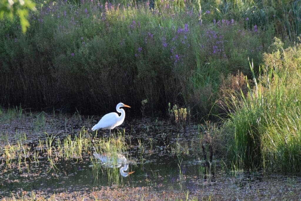 Ein leuchtend weißer Wasservogel inmitten von Feuchtgebieten