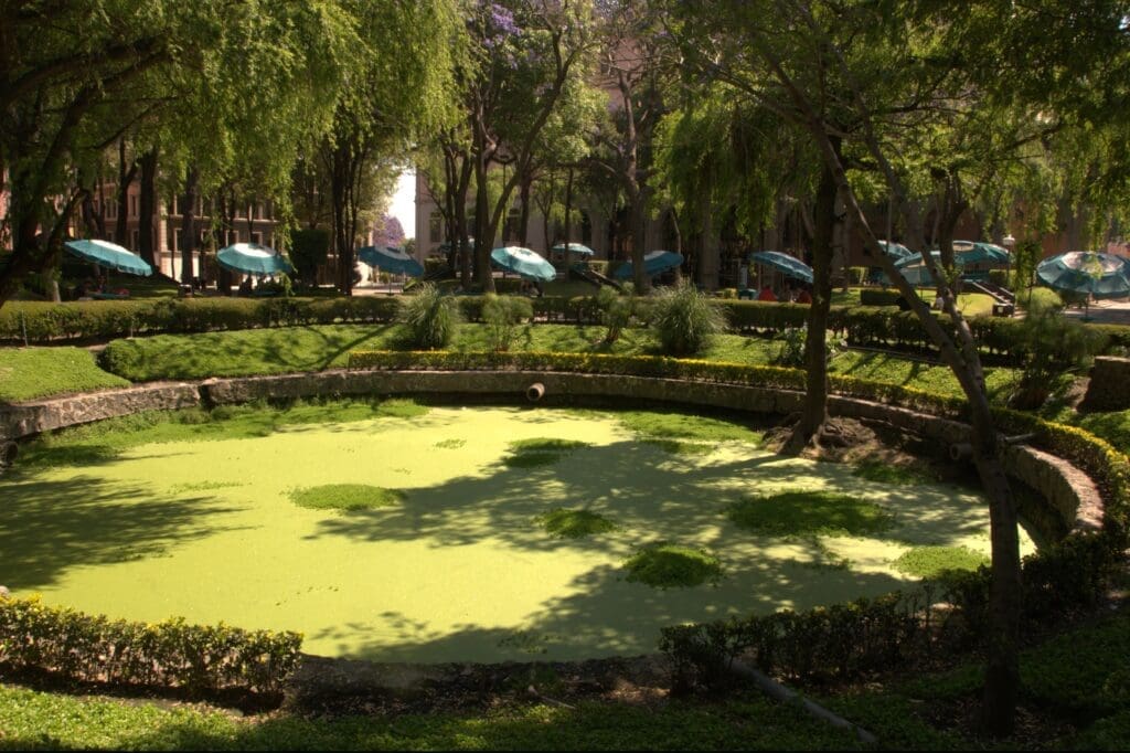 Circular pond with greenish surface, used for rainwater collection